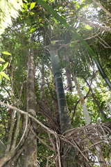 Dypsis