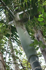 Dypsis