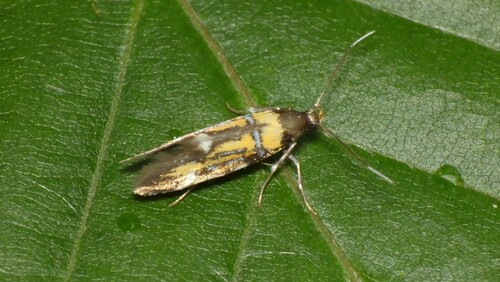 Silver-streaked Tubic