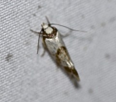 Coesyra hemiphragma