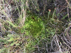 Campylopus brevipilus