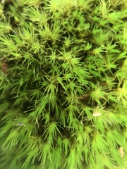 Campylopus brevipilus