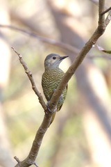 Colaptes auricularis