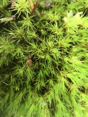 Campylopus brevipilus