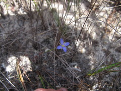 Heliophila adpressa