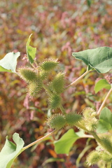 Xanthium orientale italicum