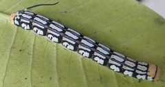 Isognathus rimosa