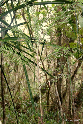 Dypsis concinna image