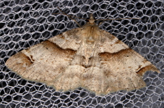 Syneora hemeropa
