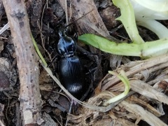 Pterostichus globosus