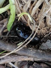 Pterostichus globosus