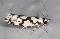 Lichenaula calligrapha