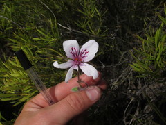 Pelargonium elegans