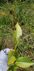 Rudbeckia texana