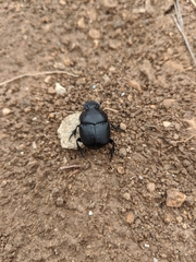 Phanaeus texensis