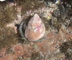 Pagurus novizealandiae