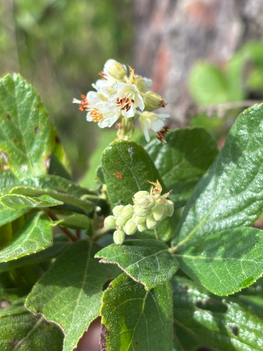 Clethra tomentosa, photograph 6