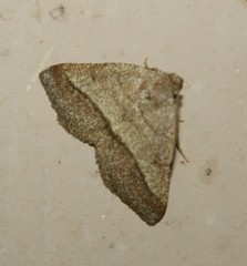 Macaria varadaria