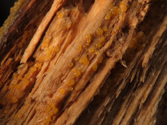 Dacrymyces minor
