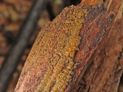 Dacrymyces minor