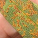 Coleosporium solidaginis - Photo (c) Susan J. Hewitt, algunos derechos reservados (CC BY-NC), subido por Susan J. Hewitt