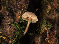 Mycena erubescens