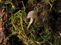 Mycena erubescens