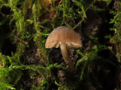 Mycena erubescens