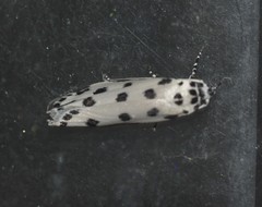 Ethmia sphaerosticha