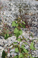 Xanthium orientale italicum