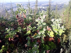 Pelargonium vitifolium