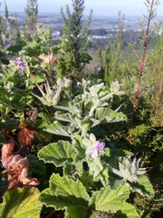 Pelargonium vitifolium