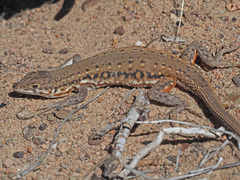 Spotted Sand Lizard photo 1