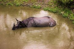 Rhinoceros unicornis