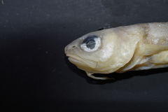 Snake Blenny photo 2