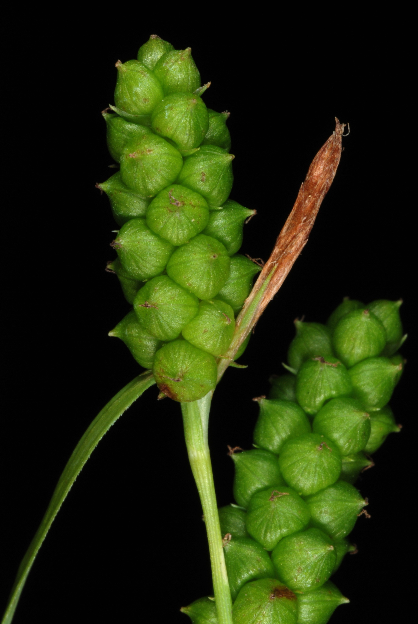 Carex granularis