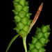 Carex granularis - Photo (c) Douglas Goldman, μερικά δικαιώματα διατηρούνται (CC BY), uploaded by Douglas Goldman