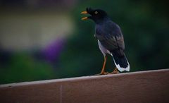 Acridotheres fuscus
