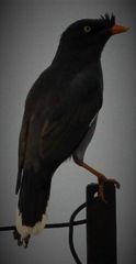 Acridotheres fuscus