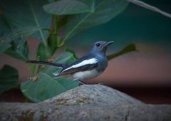 Copsychus saularis