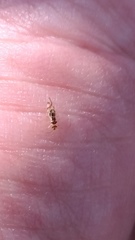 Graphopsocus cruciatus