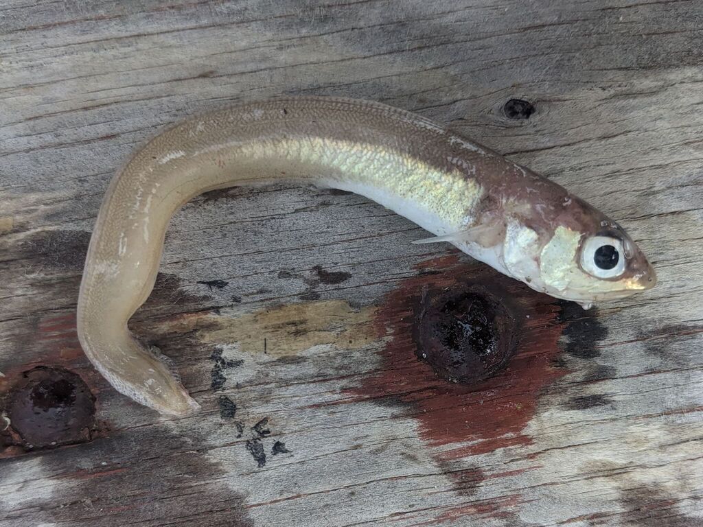 Snake Blenny