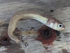 Snake Blenny photo 1