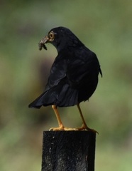 Turdus serranus