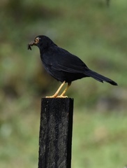 Turdus serranus