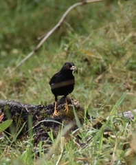 Turdus serranus