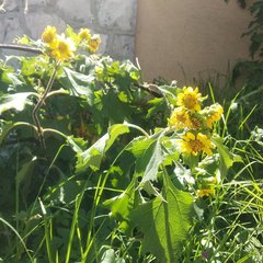 Smallanthus maculatus