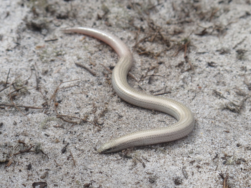 Common Burrowing Skink