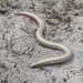 Common Burrowing Skink - Photo (c) mfbrett, some rights reserved (CC BY-NC), uploaded by mfbrett