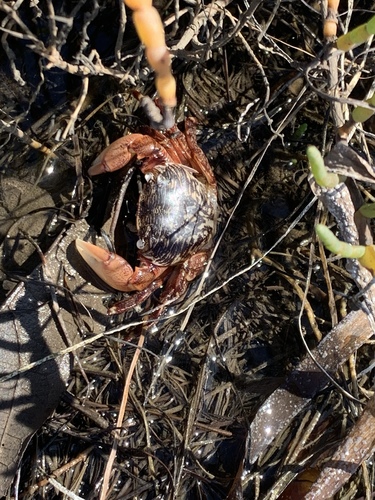 iNaturalist observation photo of Striped Shore Crab